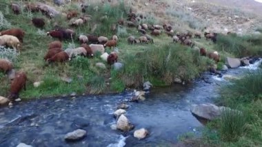 Dağlarda koyun sürüsü