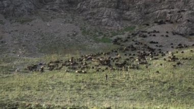 Dağlarda bir koyun sürüsü
