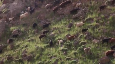 Yeşil bir çayırda otlayan yabani koyun sürüsü.