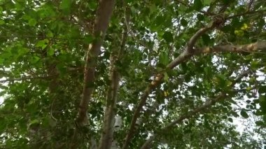 Yeşil ağaçlar ve bahçede yapraklar