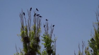 gökyüzünde siyah kuşlar sürüsü