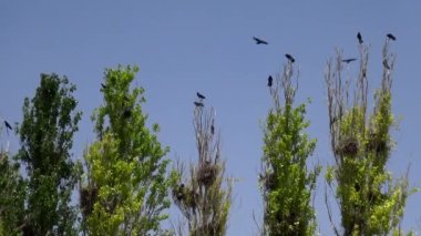 Ormanda kuş sürüsü