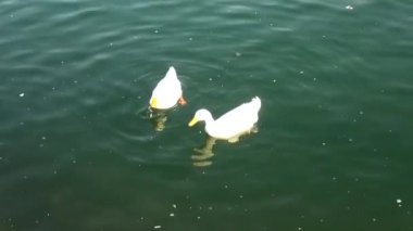 Beyaz Kuğu Gölü su