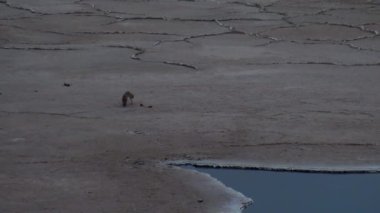 Namibya 'daki kurumuş nehir