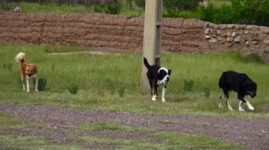 İspanya 'da bir tarlada köpekler