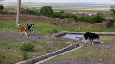 Köyde köpek ve köpekler var.