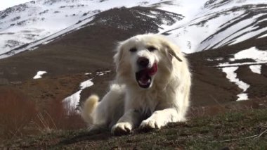 Dağdaki köpek