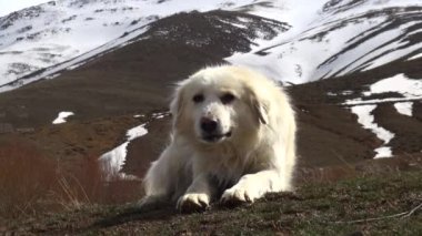 Çimlerin üzerindeki köpek