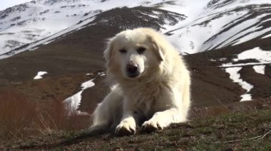 Karda beyaz köpek