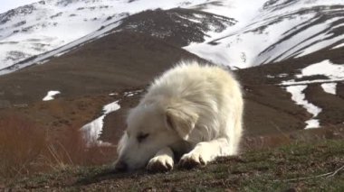 köpek bir kar üzerinde yalan