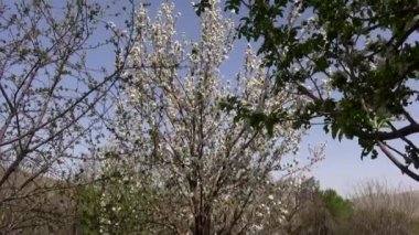 Bahçede güzel bahar çiçekleri