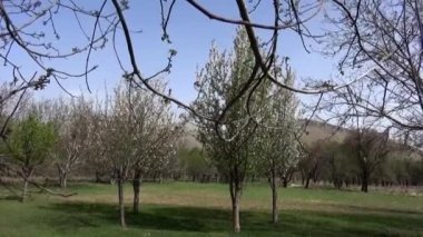 Ağaçlı ve yeşil yapraklı güzel bir manzara.