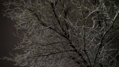 Orta büyüklükte bir çekim, karlı bir gecede el değmemiş karla kaplanmış yapraksız bir ağacı yakalar. Etrafına narin kar taneleri düşer..