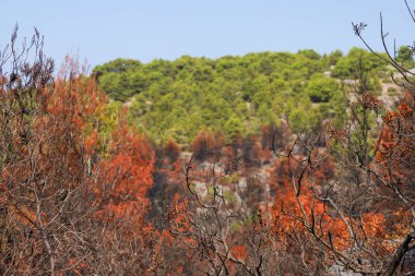 Arka planda Adriyatik Denizi. Hırvatistan 'ın Murter kentinde 30 Temmuz 2024' te yangın çıktı.