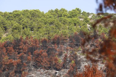 Arka planda Adriyatik Denizi. Hırvatistan 'ın Murter kentinde 30 Temmuz 2024' te yangın çıktı.