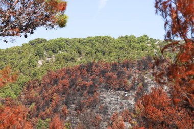 Arka planda Adriyatik Denizi. Hırvatistan 'ın Murter kentinde 30 Temmuz 2024' te yangın çıktı.