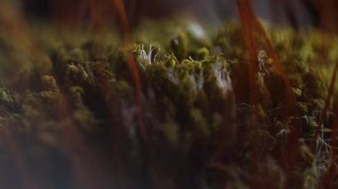 Orman zemininde yosun var. Çiçek açan yosunların son derece detaylı bir görüntüsü. Karınca manzarası. Küçücük dünya