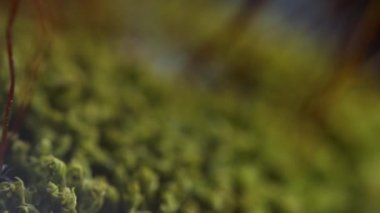 Orman zemininde yosun var. Çiçek açan yosunların son derece detaylı bir görüntüsü. Karınca manzarası. Küçücük dünya