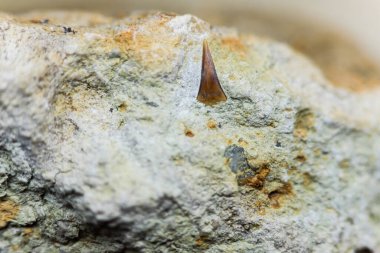 Kireçtaşı kayasında köpek balığı dişi fosili. Jurasik köpekbalığı Sthe Longidens. Kapatın. Orta Avrupa 'daki Jurasik döneme ait bilimsel belgeler. Oxfordian kireç taşı çökeltisi