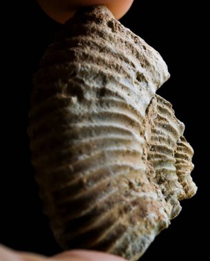 Siyah arka planda izole edilmiş amonit fosili. Paleontoloji duvar kağıdı. Jurasik dönem fosili. Güzel bir ammonit parçası. Orta Avrupa 'daki Jurasik döneme ait bilimsel belgeler. Oxfordian kireç taşı çökeltisi