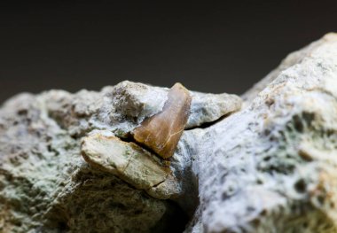 Kireçtaşı kayasında köpek balığı dişi fosili. Jurasik köpekbalığı Sthe Longidens. Kapatın. Orta Avrupa 'daki Jurasik döneme ait bilimsel belgeler. Oxfordian kireç taşı çökeltisi