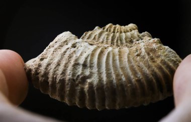 Siyah arka planda izole edilmiş amonit fosili. Paleontoloji duvar kağıdı. Jurasik dönem fosili. Güzel bir ammonit parçası. Orta Avrupa 'daki Jurasik döneme ait bilimsel belgeler. Oxfordian kireç taşı çökeltisi