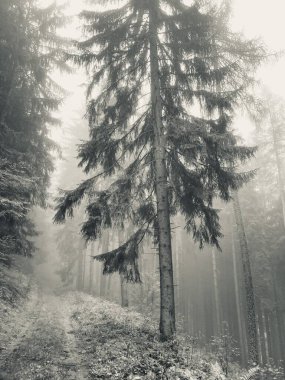 Soğuk atmosfer. Jesenky ve Krkonoe 'nun Çek dağları. Siyah siluet. Ormanda kayboldum. Kar yağıyor.