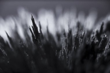 Demir tozunun manyetik alana tepkisi. Demir dolgu çivileri. Neodim mıknatısı. Manyetik alanın görselleştirilmesi. Aşırı detay. Soyut gelecek dokuları ve kalıpları.