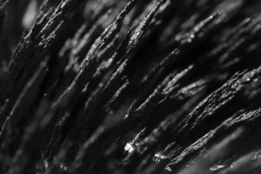 Demir tozunun manyetik alana tepkisi. Demir dolgu çivileri. Neodim mıknatısı. Manyetik alanın görselleştirilmesi. Aşırı detay. Soyut gelecek dokuları ve kalıpları.