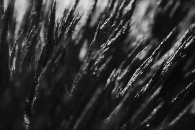 Demir tozunun manyetik alana tepkisi. Demir dolgu çivileri. Neodim mıknatısı. Manyetik alanın görselleştirilmesi. Aşırı detay. Soyut gelecek dokuları ve kalıpları.