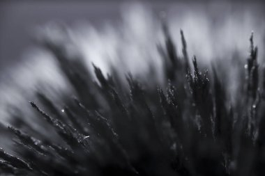 Demir tozunun manyetik alana tepkisi. Demir dolgu çivileri. Neodim mıknatısı. Manyetik alanın görselleştirilmesi. Aşırı detay. Soyut gelecek dokuları ve kalıpları.