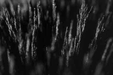 Demir tozunun manyetik alana tepkisi. Demir dolgu çivileri. Neodim mıknatısı. Manyetik alanın görselleştirilmesi. Aşırı detay. Soyut gelecek dokuları ve kalıpları.