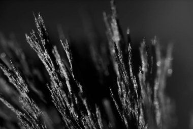 Demir tozunun manyetik alana tepkisi. Demir dolgu çivileri. Neodim mıknatısı. Manyetik alanın görselleştirilmesi. Aşırı detay. Soyut gelecek dokuları ve kalıpları.