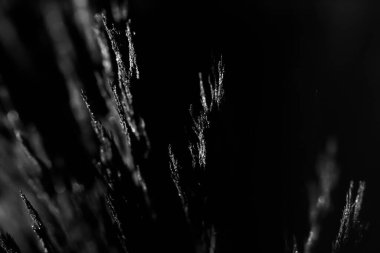 Demir tozunun manyetik alana tepkisi. Demir dolgu çivileri. Neodim mıknatısı. Manyetik alanın görselleştirilmesi. Aşırı detay. Soyut gelecek dokuları ve kalıpları.