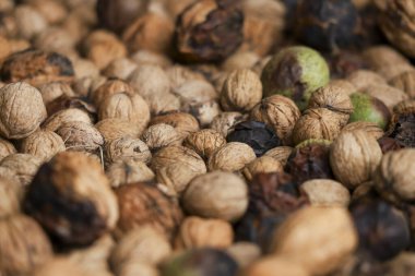 Düşük açıyla işlenmemiş ceviz yığını. Bir ağaçtan toplanmış kirli cevizler. Yeşil ve siyah küflü kabuklar.