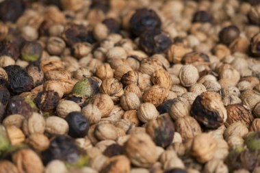 Düşük açıyla işlenmemiş ceviz yığını. Bir ağaçtan toplanmış kirli cevizler. Yeşil ve siyah küflü kabuklar.