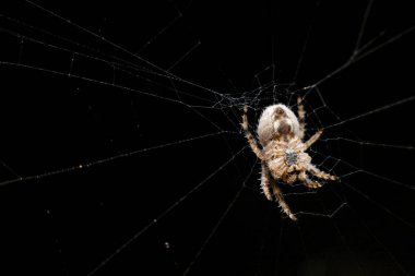 Bahçe örümceği, alt manzara. Siyah arka plandaki örümcek. Yakın plan. Karanlık makrofotografta ağ üzerinde küre Weaver