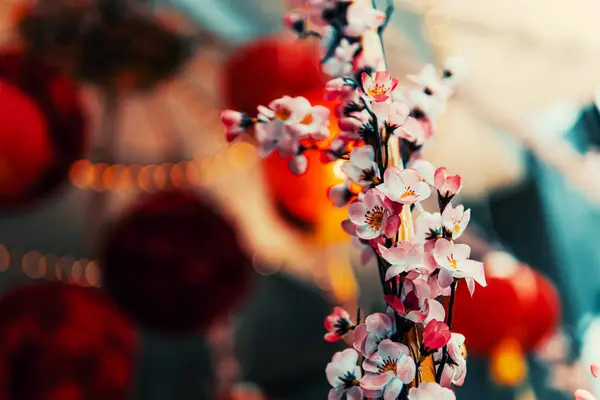 Kiraz Çiçekleri ve Kırmızı Fenerler Çin 'de Yeni Yıl Kutlaması