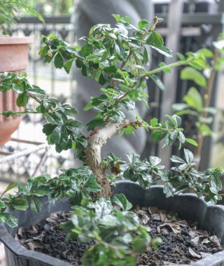 Açık hava sahnesinde, siyah bir tencerede bakımlı bir bonsai ağacının yakın çekimi.