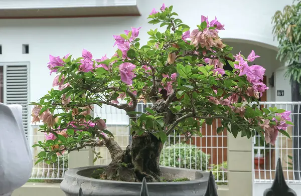 Gri bir tencerede Bougainvillea Bonsai