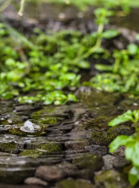 Yosunlu taşların üzerinden akan sakin bir akıntıya yakın çekim