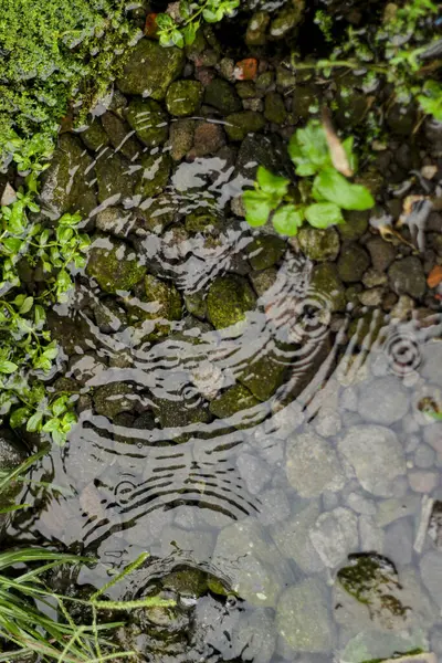 Yağmur damlaları su yüzeyinde taşlarla ve yeşilliklerle dalgalanmalar yaratır.