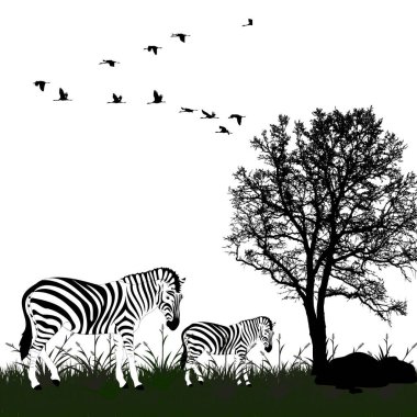 Zebra in wild silhouette with tree and birds in flight  clipart