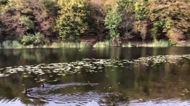 Birkaç ördek ağaçlarla çevrili bir gölde yüzüyor..