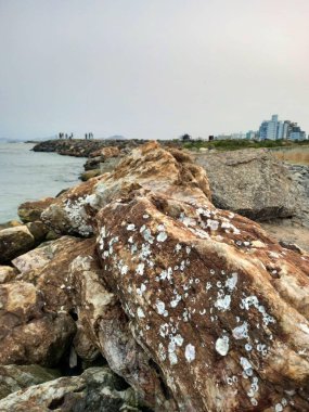 Stone path by the sea, darkened stones with white spots, small forest in the distance, buildings on the horizon clipart