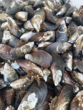 Kabuklu deniz hayvanları, beyaz lekeli siyah ve kahverengi kabuklar..