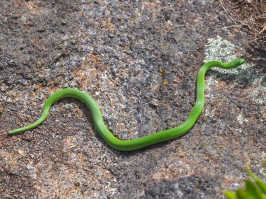 yeşil yılan Maine 'de doğada