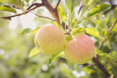 yeşil arkaplanda bir dalda elmalar