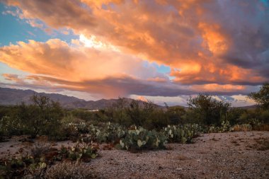 Kara ayı Olimpiyat Ulusal Parkı, Washington
