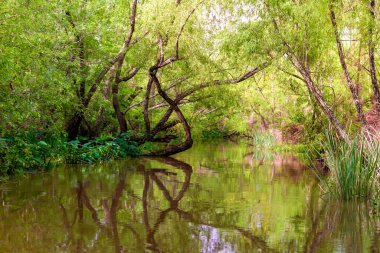 Louisiana 'da Güzel Bayou Yansıması